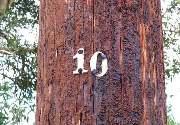 Pole 10, lot 31 begins just after pole 31 on the mauka side of 41st avenue.