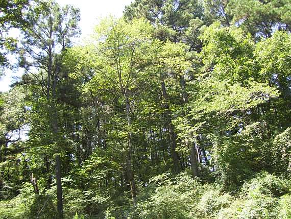 4th image of 118 Mason Hill