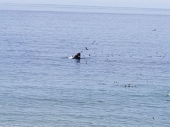 See whales from home!