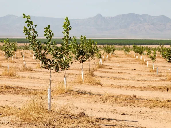 0 N Cavot Rd, San Simon, AZ 85632