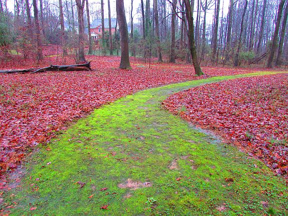 Mossy paths in winter