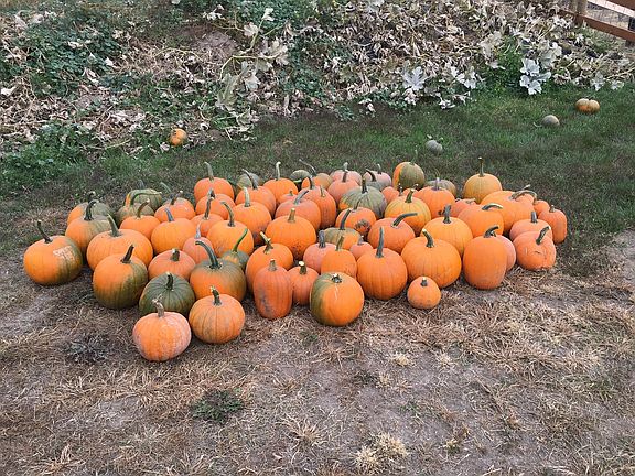 Pumpkins galore from garden