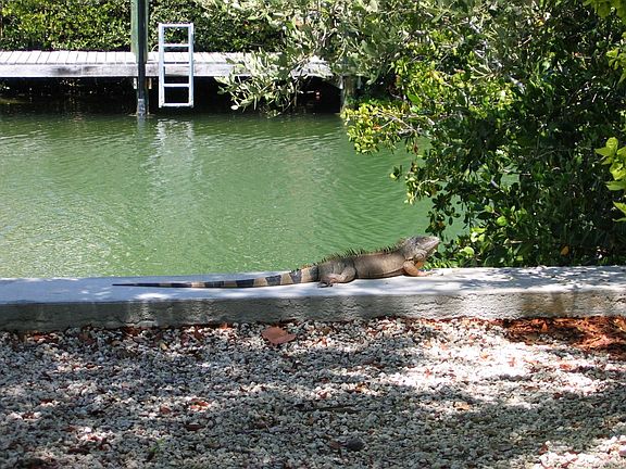 Canal with resident Lotus Eater