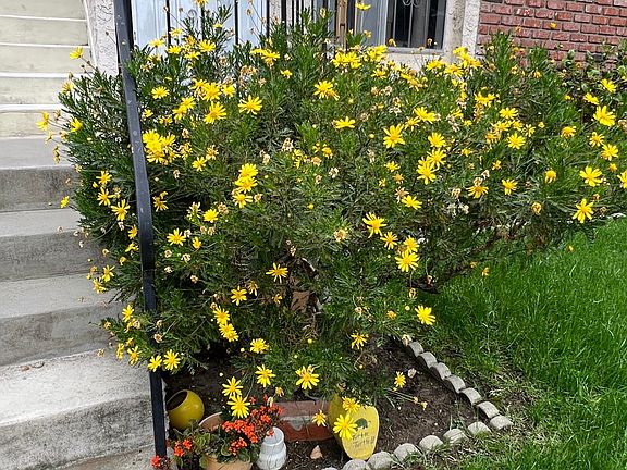 Flowers in front yard