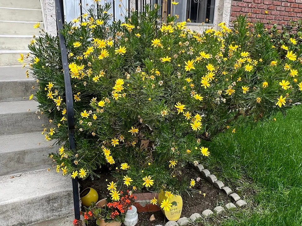 Flowers in front yard
