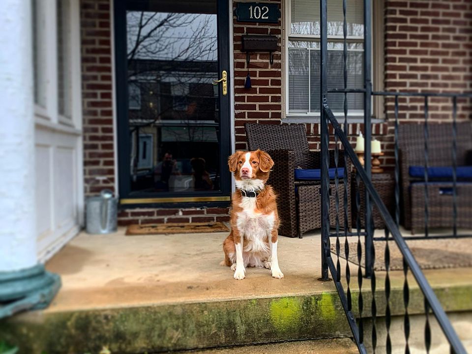 Sorry- cute dog not included. But your pup is more than welcome!