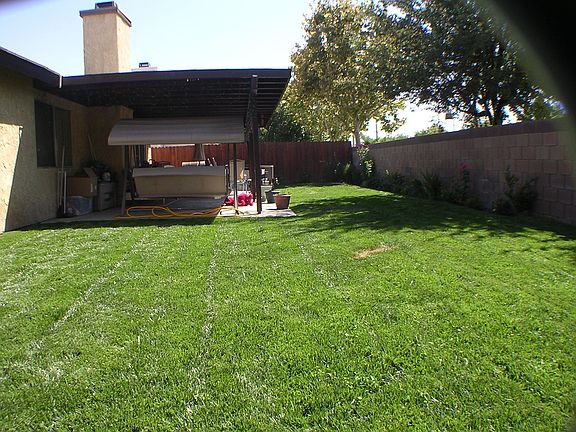 New Grass in Backyard