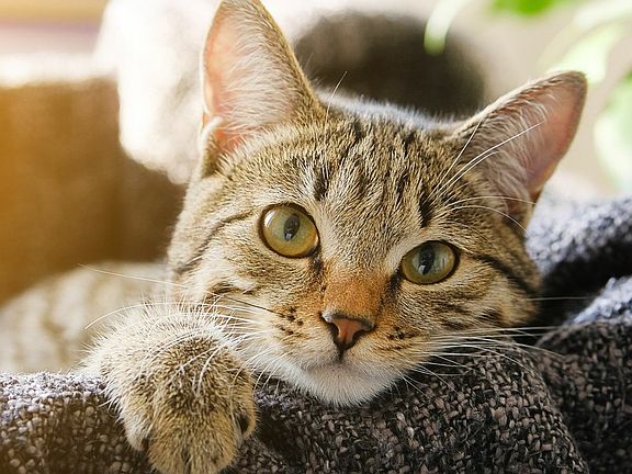 Cat Friendly