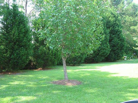 Private back yard
