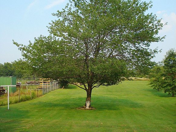 Beautiful lot used to be part of a bigger farm.