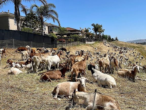 Nature’s mowers (WatersEnd)