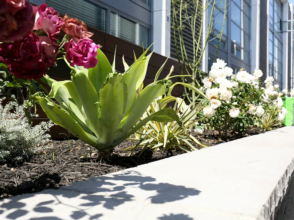 Beautiful flowers in courtyard