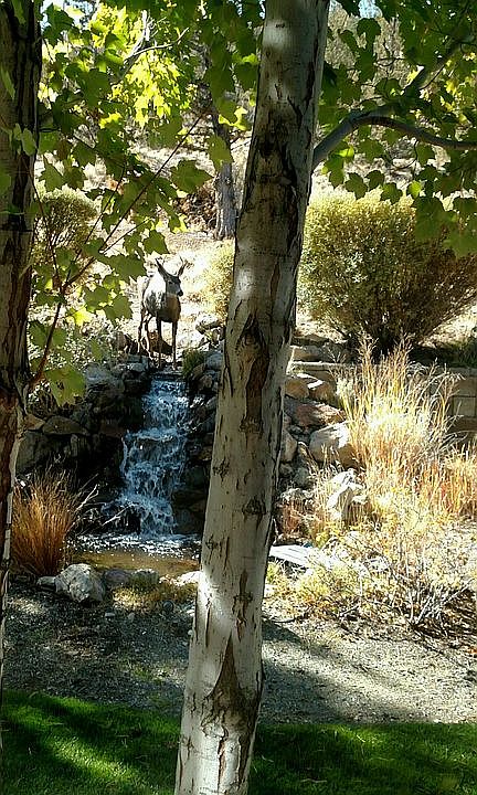 water fall feature in bkyd.