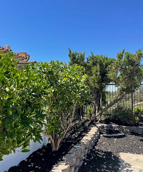 Landscaping in backyard