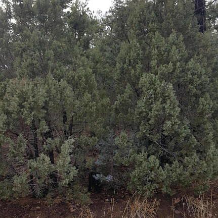 3rd image of 5283 Live Oak Dr