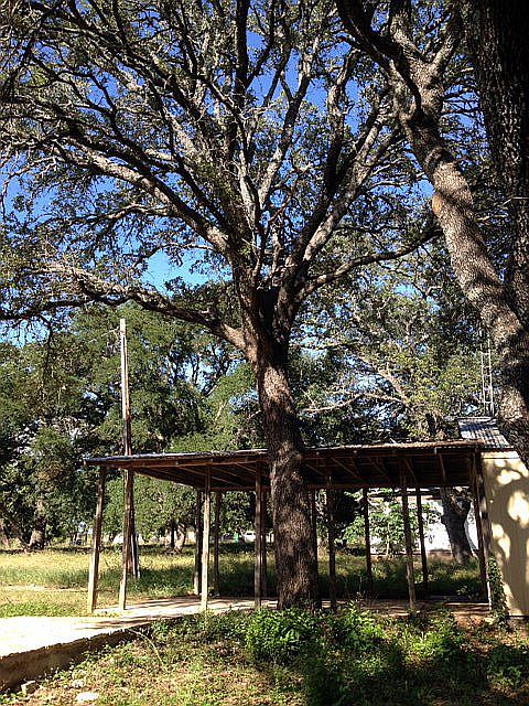 Workshop with large trees