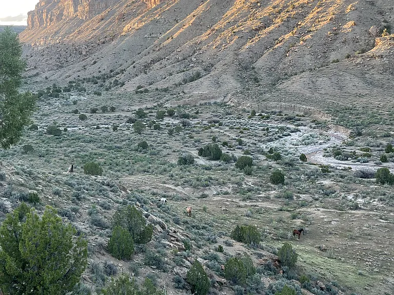Little Bookcliffs Wild Horse Range, 10 minutes away.
