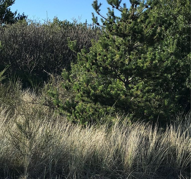 1st image of 709 Ocean Shores Blvd SW