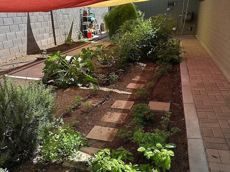 backyard vege garden (shared)