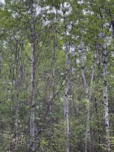 Kelly Dam Rd LOT 8, Tomahawk, WI, 54487