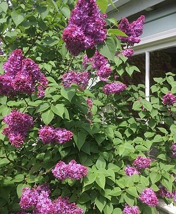 one of several lilac bushes