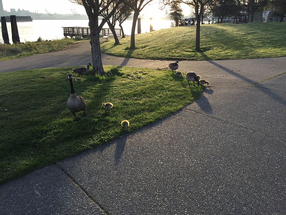 These are baby Geese