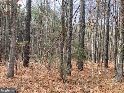 Shenandoah Path, Catlett, VA, 20119