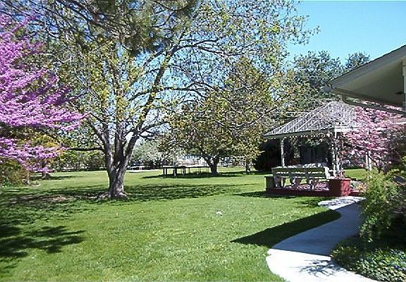 back yard