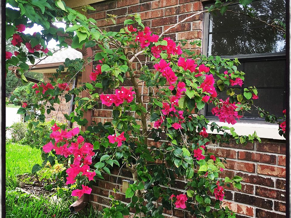 This is the beautiful Bougainvillea plant when kept in tack and managed definitely a sight of beauty.