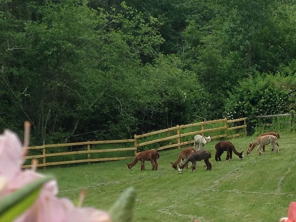 Your view of the alpacas