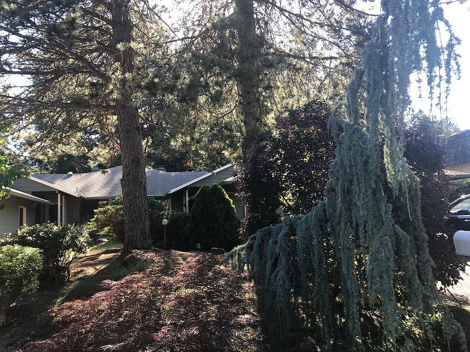 Tall Pines in Front Yard