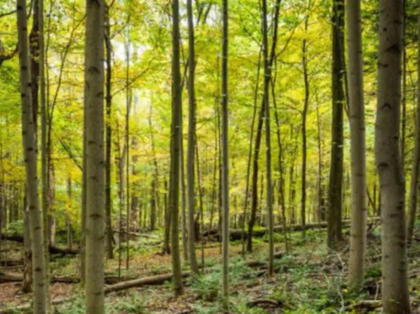 Trevor Drive N Trevor #280, Great Cacapon, WV 25422