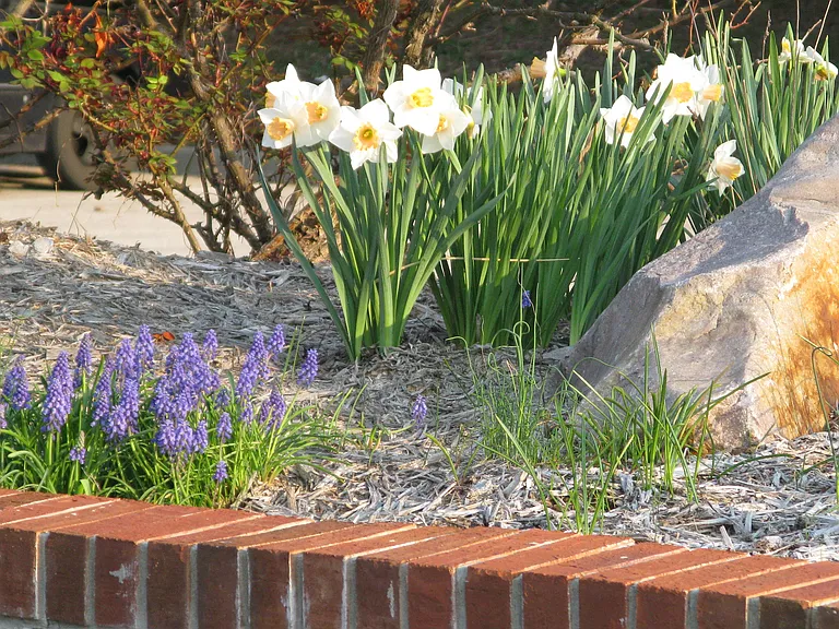 Beautiful landscaping, spring flowers