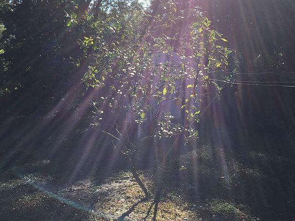 Back yard