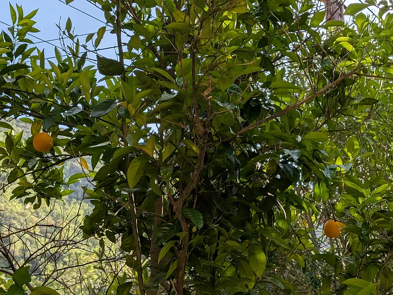 Naval Orange tree