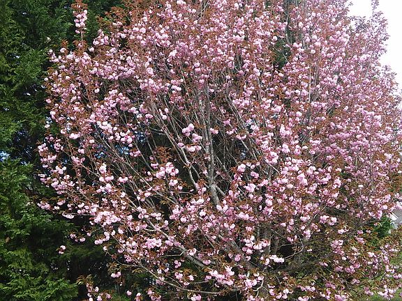Blooming Cherry Tree