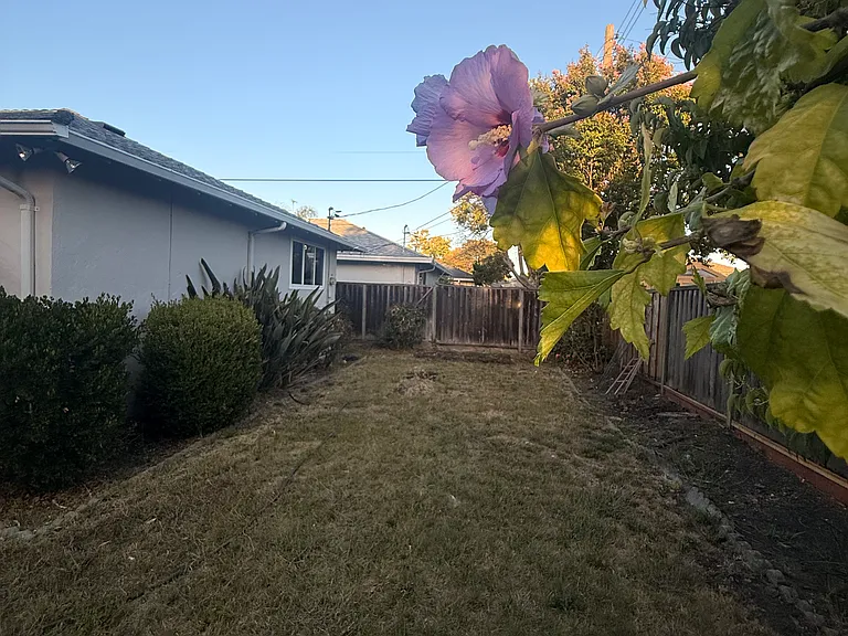 Big Back Yard with lots of plants and Roses
