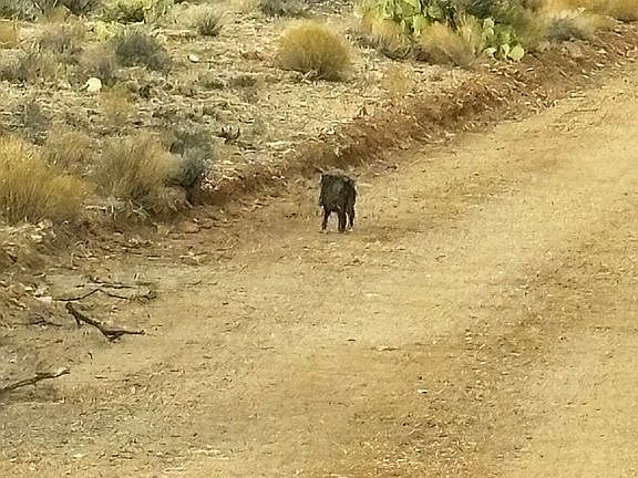 5th image of 11536 E Greasewood Trl