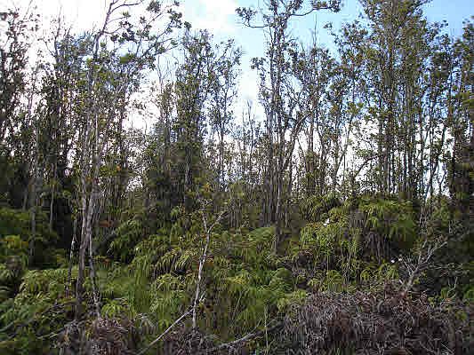2nd image of Ohialani Lot 20