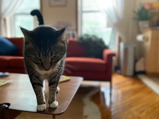 Rented by A P Realty Group NY LTD | media 7