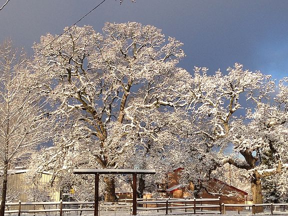 Majestic Valley Oaks