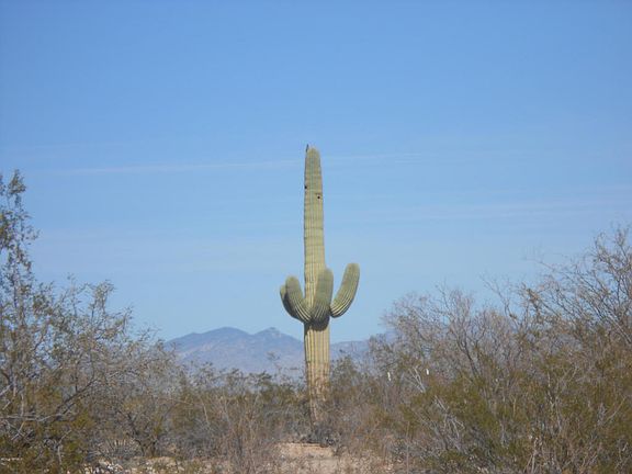 3rd image of 4355 E Singing Cactus Ln
