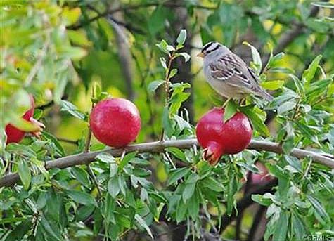 Pomegranate tree