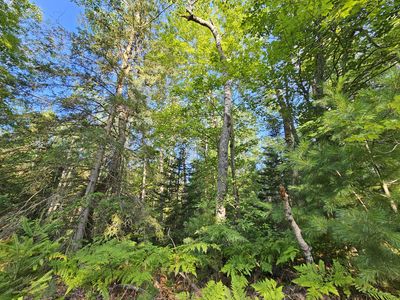 14568 Shoreline Dr, Wolverine, MI, 49799