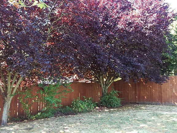 3rd image of 1429 Fruitland Dr