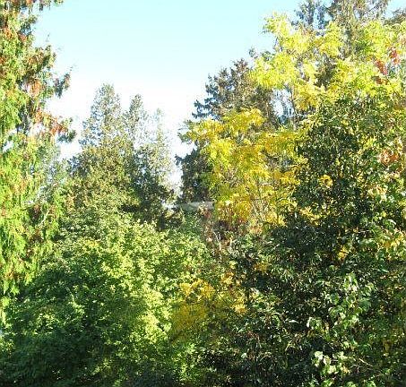 View out bedroom windows, June.