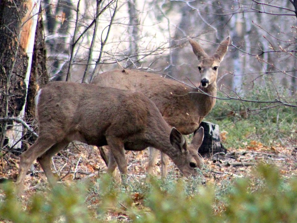 2nd image of 33063 Green Valley Lake Rd