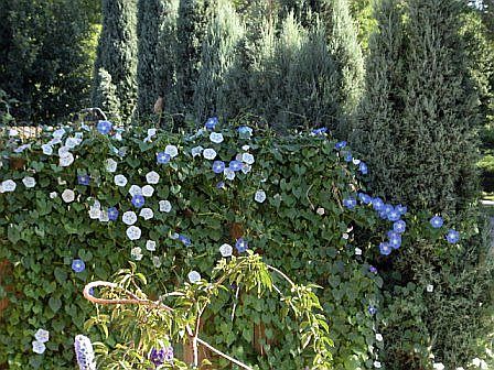 Professional Landscaping