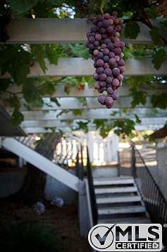 Grapevine Across Covered Frontyard