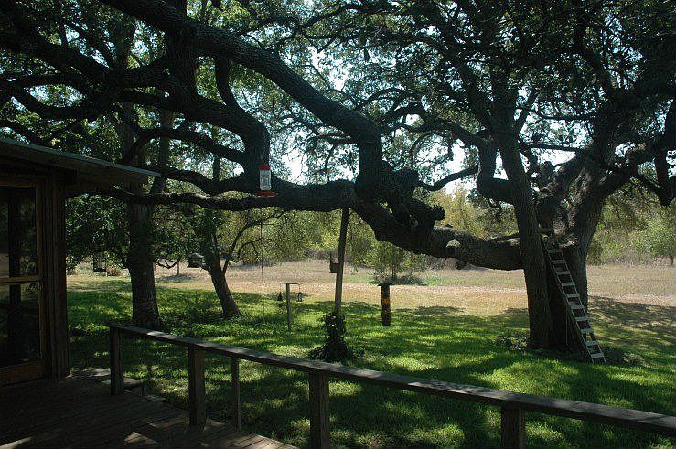 Magnificent oak in front yard of second home.